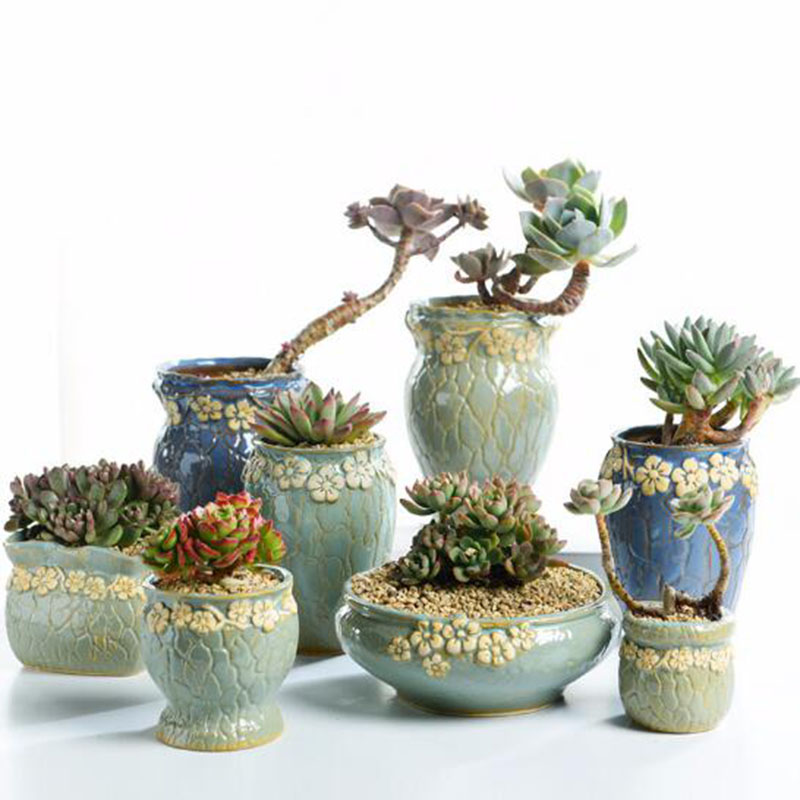 Echeveria Succulent - Pot de fleurs de petite et