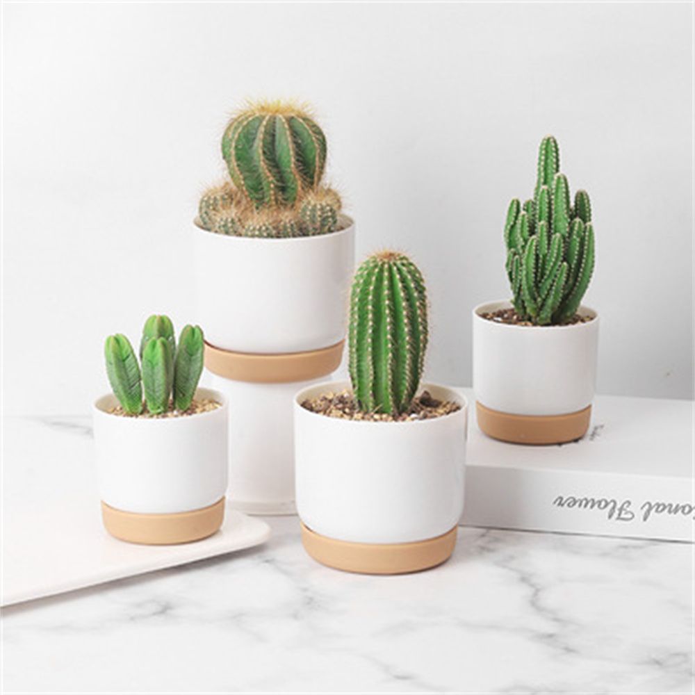 Pot de fleurs rond pour plante - Echeveria Succulent avis et prix