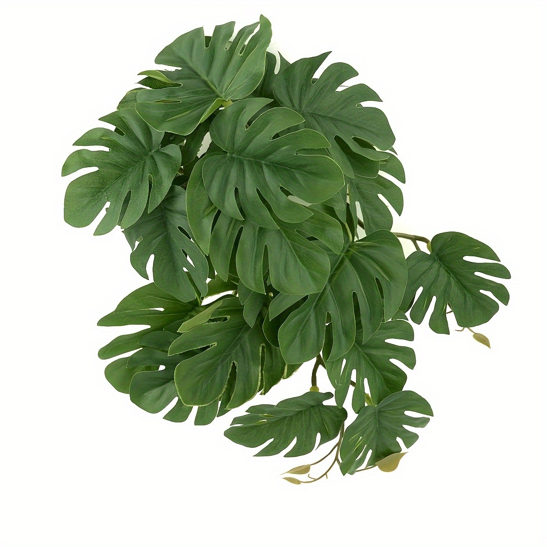 Plantes pour terrarium, plante - Monstera Adansonii avis et prix